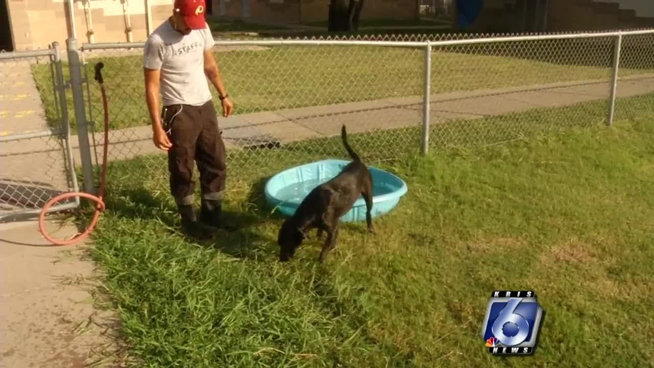 Corpus Christi Animal Care Services keeping their animals cool