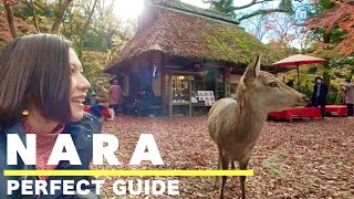 NARA🇯🇵 Top 7 things to do in Nara in Autumn🦌🍁 Day trip from Kyoto🚃 Japan travel vlog