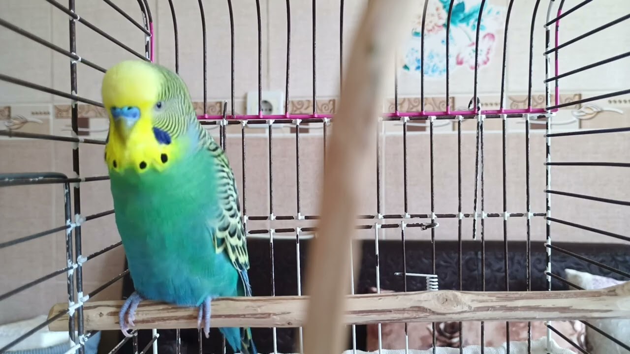 Muhabbet Kuşunuzu Coşturan Mutluluk ve Çiftleşme Sesi (1 Dakikada Etki) , Mucize Ses 🎵