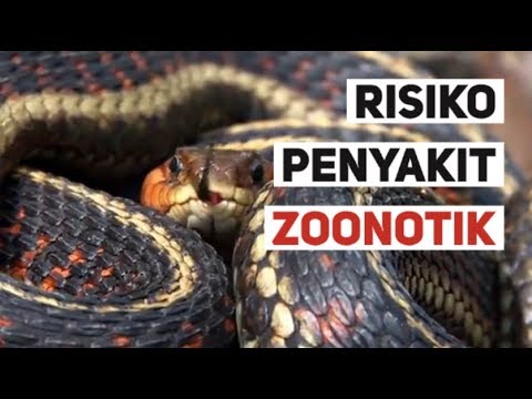 Video: Kurangkan Potensi Penularan Penyakit Zoonotik