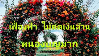 เฟื่องฟ้าดัด อำเภอหนองบุญมาก นครราชสีมา Bougainvillea Nong Bun Mak District Nakhonrachasima