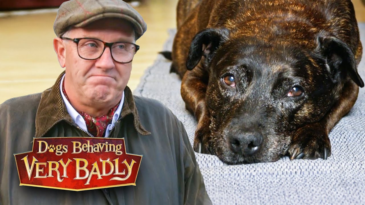 Our Dog Has Stopped Living After Losing Her Best Friend