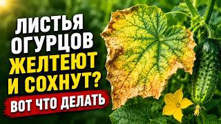 ЖЕЛТЕЮТ ЛИСТЬЯ ОГУРЦОВ? Что делать?