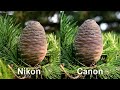 Canon 800d vs Nikon d5600.... Photographs