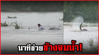 คลิปเต็ม❗️นาทีชีวิตช่วยช้างจมน้ำ⚠️