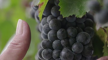 Week of Prayer for Christian Unity 18th - 25th January 2021