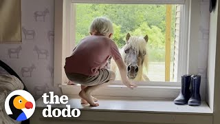 Rescue Pony Greets His Human Brother At His Window | The Dodo Soulmates
