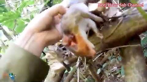 YOs Hav Zoov Tuas Nas Noj Qos  Thiab Mus Kab Tua NRhaj 2021