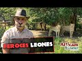 Leones salvajes comiendo en Africam Safari