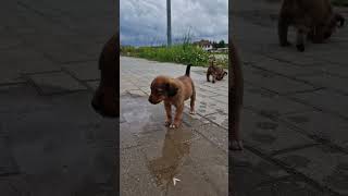 Baby Dogs 🐕 🐕 🐶 in Kosova