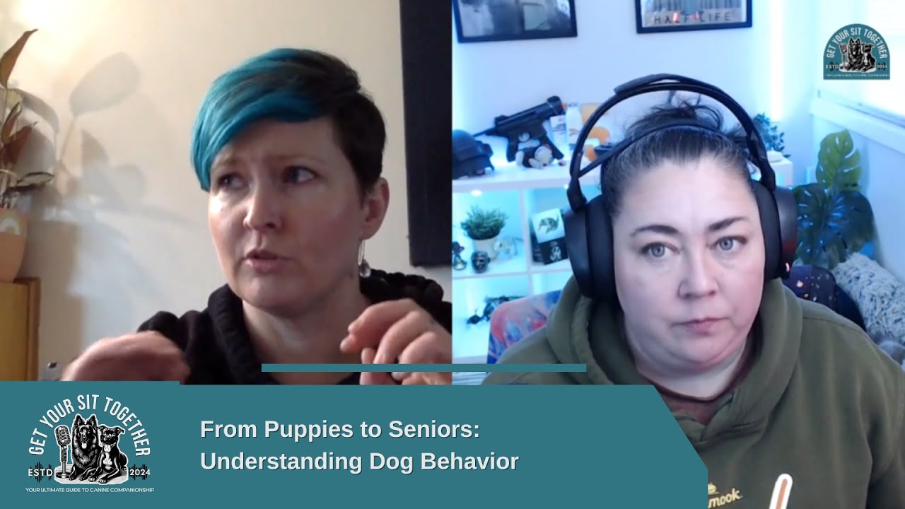 From Puppies to Seniors: Understanding Dog Behavior
