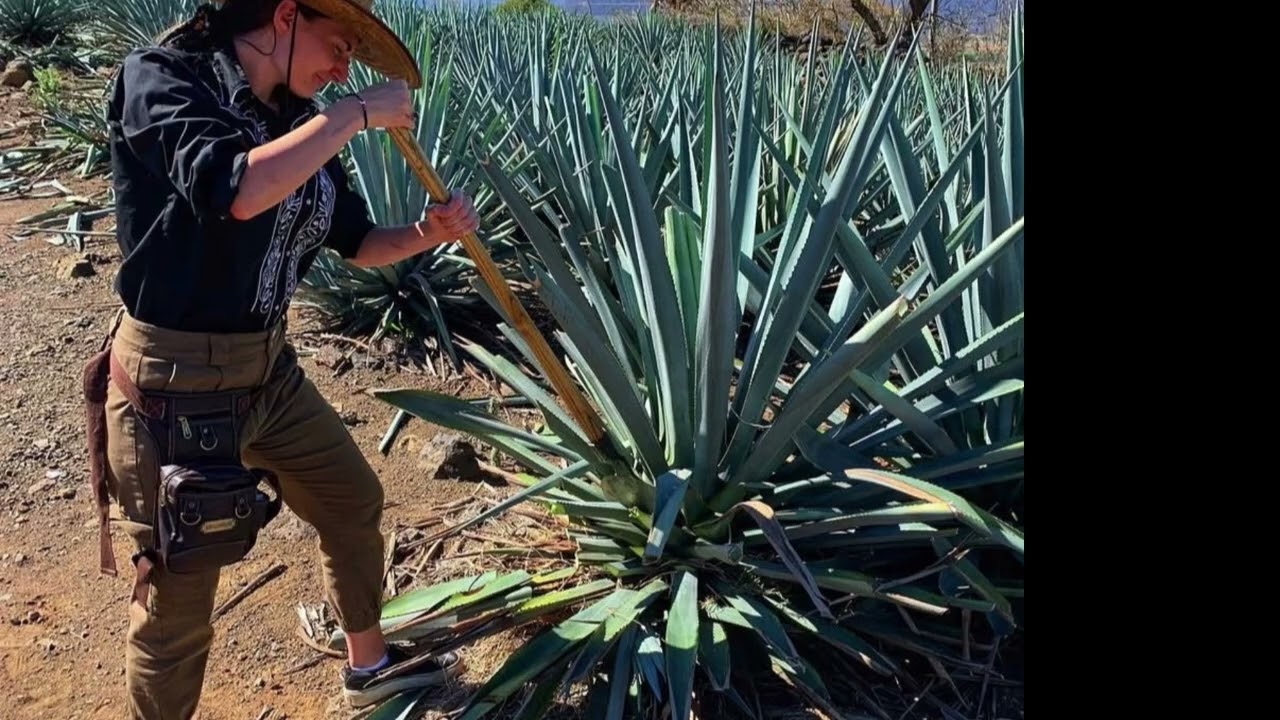 Olearys mexican event