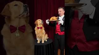 World-Class Magician gets COMPLETELY WRECKED by a Dog Who Performs Magic With Its Mouth