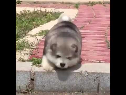 可愛い動物動画 段差が降りれない子犬 Youtube
