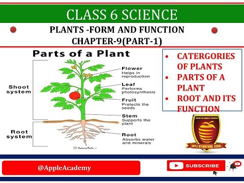 वीडियो: डेनिस ए रॉस नेट वर्थ