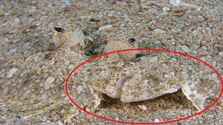 Most Amazing Camouflage Ability of Sea Animals, You Won't be Able Recognize Them