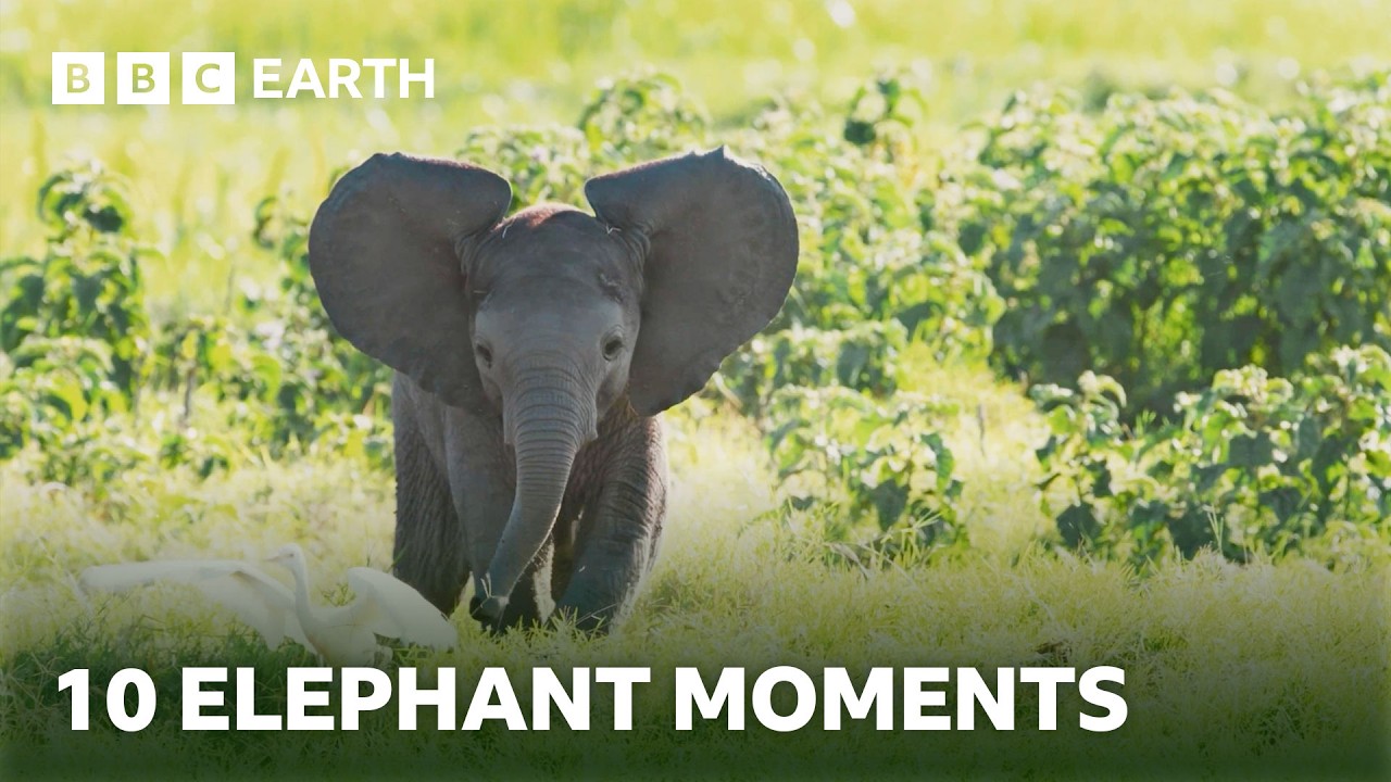 10 Extraordinary Elephant Moments