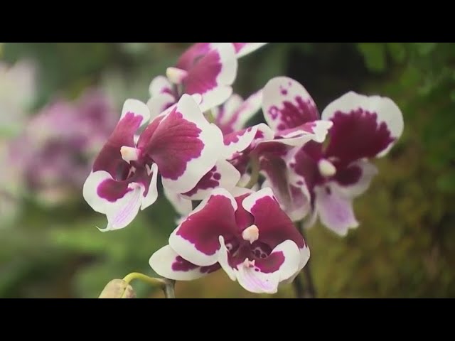 Orchid Show At Ny Botanical Garden Returns Next Month