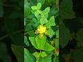 ✨ Flores Silvestres y de la Huerta 🌼🐝 Dios Ha Creado maravillas en la Tierra #mujercristiana