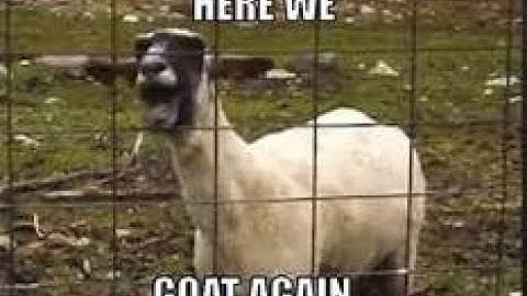 Tech Support Scam-Dumb and Triggered Apple Scammers!