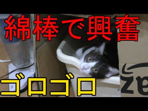 ねこ南瓜ちゃんねる ねこ南瓜ちゃんねる