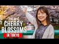 The most popular cherry blossom road in Tokyo【Meguro River】