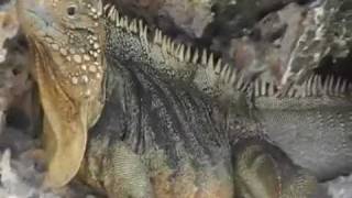 valódi IGUANAk 2007 Kuba Cayo largo szigeténél