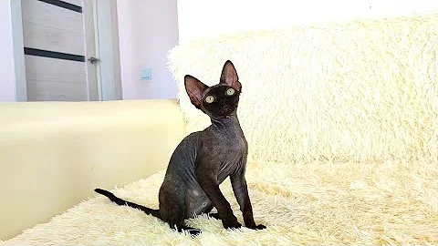Watch the video about Devon rex kitten playing.
