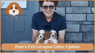 Pam's F1b Cavapoo Litter Update by Cavapoos 3:16 89 views 3 weeks ago 2 minutes, 2 seconds