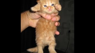 Забавные котята Забавные котята