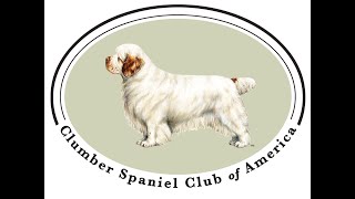 CSCA Clumber Spaniel Titles in 2021 by Jennifer Darcy 230 views 2 years ago 15 minutes