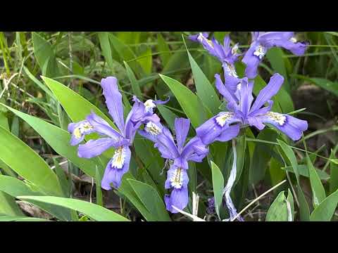 Video: Iris in miniatura nel giardino: piante di iris crestato in crescita
