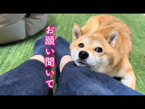 This cute Shiba Inu is getting more and more aggressive in his
