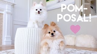 Pom posal  = best proposal ever !!! by Monica Peng 151,959 views 8 years ago 1 minute, 50 seconds