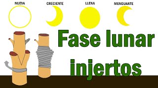 Cómo usar las Fases Lunares para injertar - Fases de la luna en la agricultura injertos