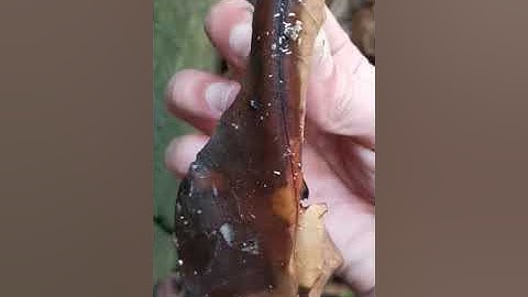 How to house springtails - Hunting springtails in the wild