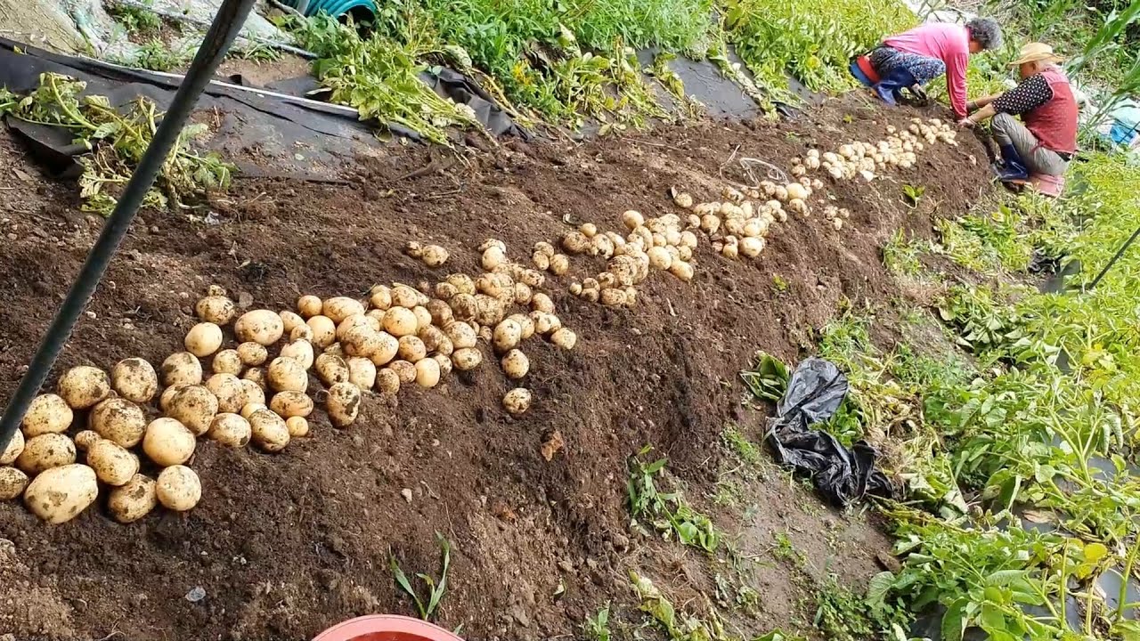 День в корейской деревне, сбор гороха, копка картофеля и поедание риса с желудевым желе