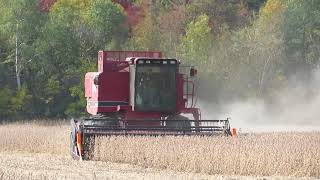 Soybean Harvest 2020 | Case IH 1660 Harvesting Soybeans | Harvest 2020