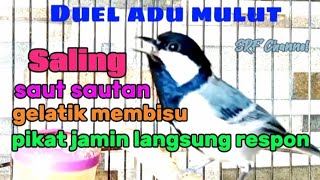 Gelatik batu gacor saut sautan sangat efektif untuk pikat #gelatikbatugacor @srfchannel3881