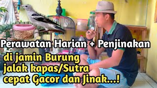 Download Lagu CARA PERAWATAN HARIAN DAN PENJINAKAN Burung jalak kapas/Sutra..!!! Biar cepat gacor dan jinak..!! MP3