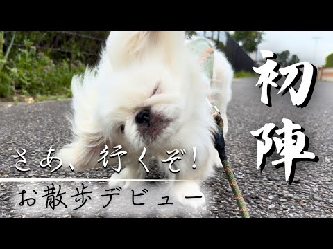 生後4ヶ月の子犬ペキニーズの男の子が初めての散歩に挑む【ぺたろー】Pekinese