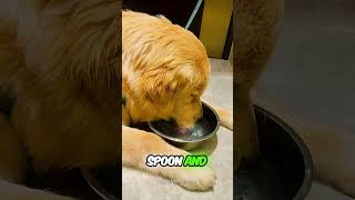 dog drink water 💦 #art #usa #usashorts #dog #water #ultra #teg #hashtag #youtubeshorts #rasiya