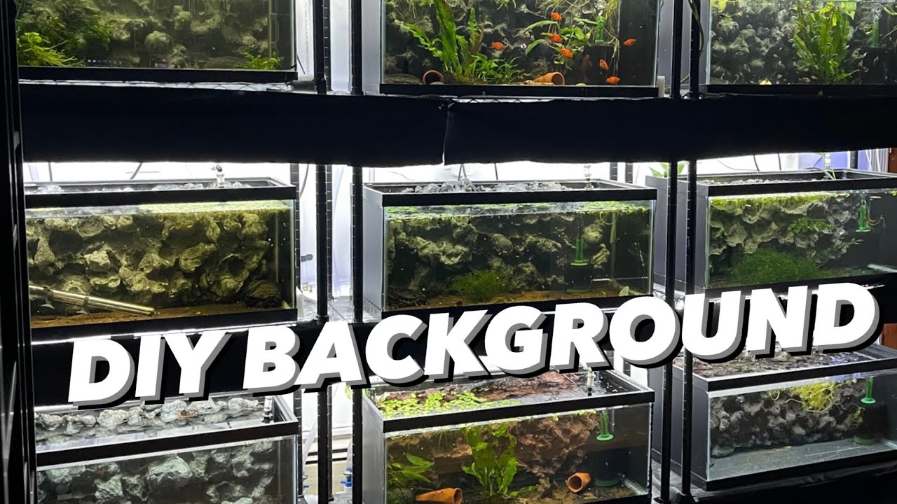 Create a CUSTOM Aquarium on a Budget - DIY | Without Breaking the Bank!