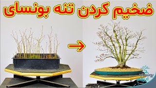 نحوه ساخت بونسای با تنه بزرگ | تکنیک ضخیم کردن تنه بونسای trunk fusion bonsai