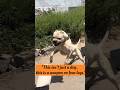 Dogo Argentino Attack Mode Real Power Of A Guard Dog рџ Є Dogo Argentino Attack Mode Real Power Of A Guard Dog рџ Є