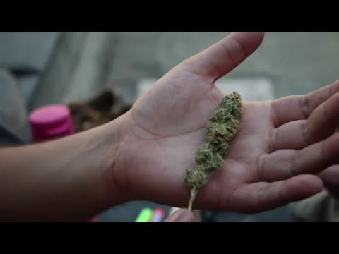 ماریجوانا؛ یک قدم تا قانونی شدن در مکزیک
