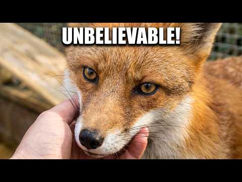 A Fallen Tree Shut This Rescue Fox Out Of Her Enclosure, And She Became Just Too Tame For The Wild