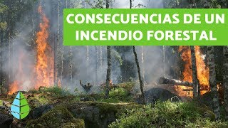 CONSECUENCIAS de los INCENDIOS FORESTALES - TIPOS DE INCENDIOS