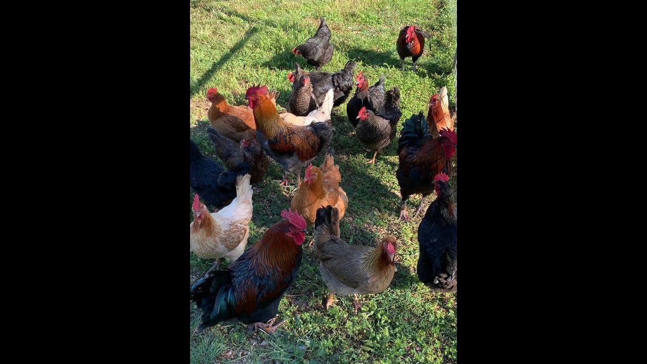chicken breeds nz How to Choose a Chicken Breed
