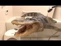 お風呂場に巨大ワニがいるドッキリ crocodile in the bathroom prank